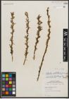 Foto von Salix petiolaris Sm.
